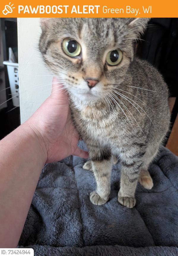 Found/Stray Female Cat last seen 12th Avenue by the pickle factory, Green Bay, WI 54304