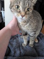 Found/Stray Female Cat last seen 12th Avenue by the pickle factory, Green Bay, WI 54304