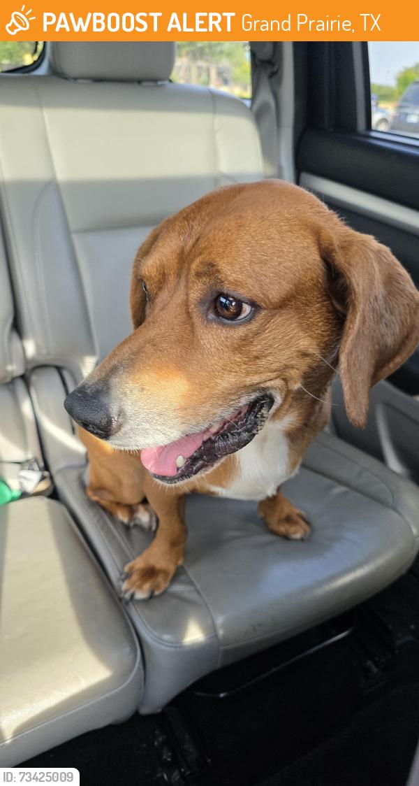 Found/Stray Male Dog last seen New York, Grand Prairie, TX 75052