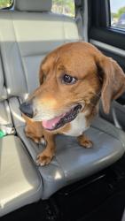 Found/Stray Male Dog last seen New York, Grand Prairie, TX 75052