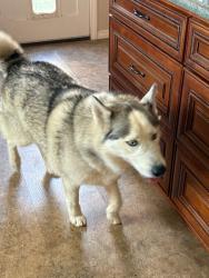 Reunited Unknown Dog last seen Sunview & Santa Ana Canyon, Orange, CA 92865