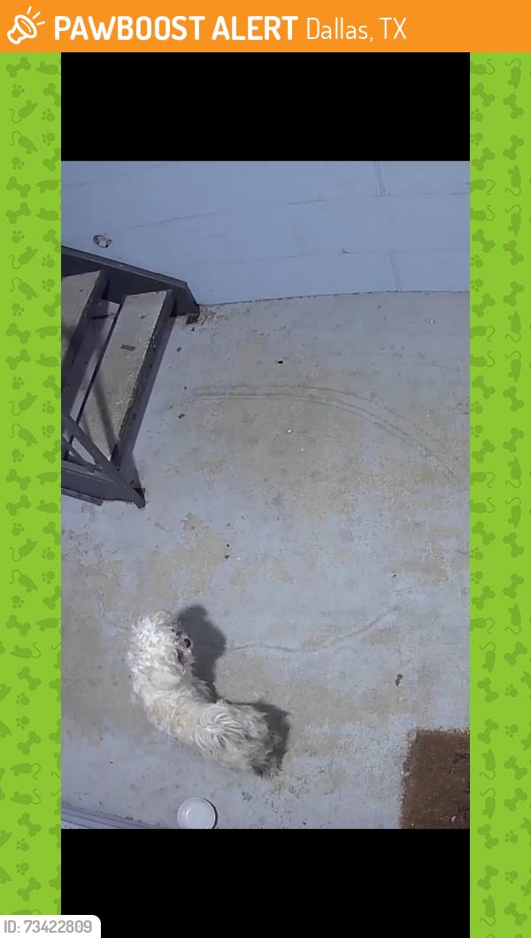 Found/Stray Unknown Dog last seen Near 7/11 trinity mills, Dallas, TX 75006