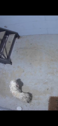 Found/Stray Unknown Dog last seen Near 7/11 trinity mills, Dallas, TX 75006