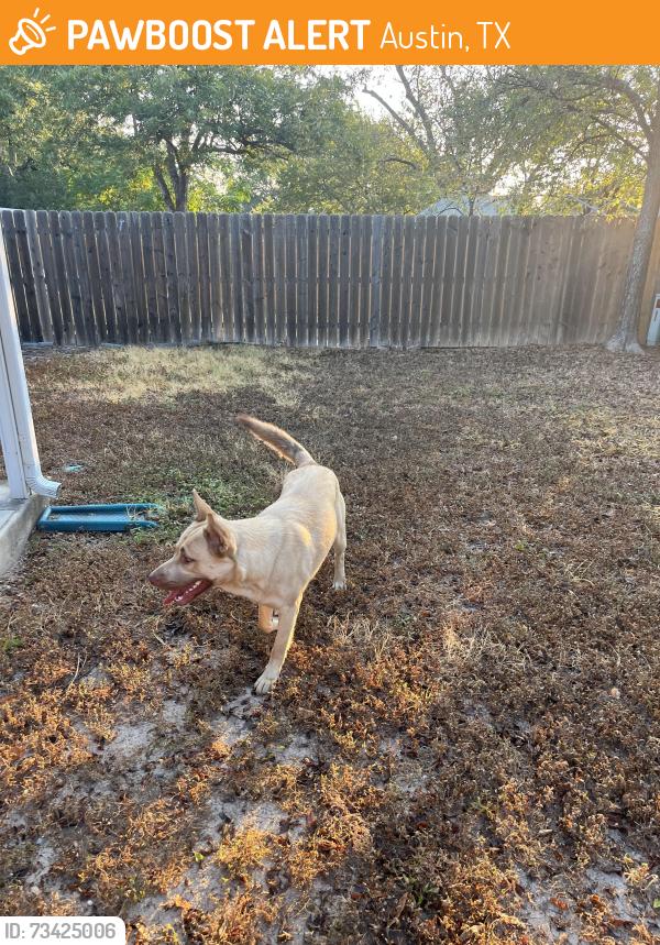 Found/Stray Male Dog last seen Mountain Quail Rd and Thornridge Dr, Austin, TX 78758