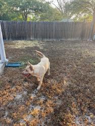 Found/Stray Male Dog last seen Mountain Quail Rd and Thornridge Dr, Austin, TX 78758