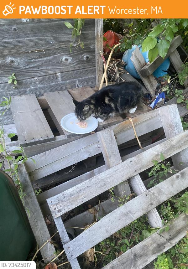 Found/Stray Unknown Cat last seen Wilbur st, Worcester, MA 01606