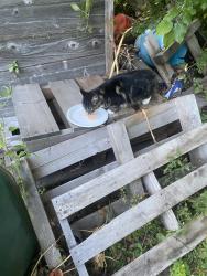 Found/Stray Unknown Cat last seen Wilbur st, Worcester, MA 01606