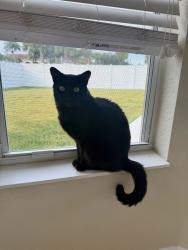 Lost Female Cat last seen Bent Creek Gate at the Meadows, Fort Pierce, FL 34947