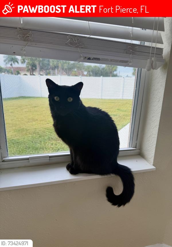 Lost Female Cat last seen Bent Creek Gate at the Meadows, Fort Pierce, FL 34947