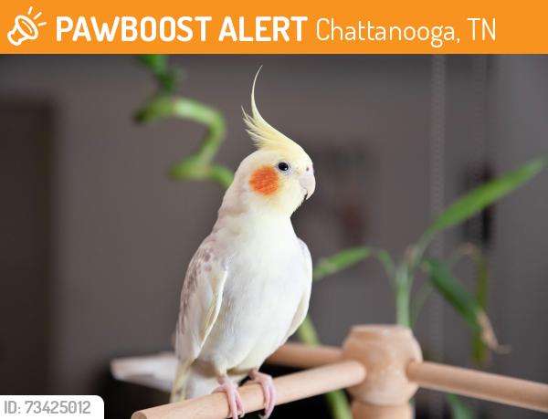 Found/Stray Unknown Bird last seen Dead end of Noah Reid rd across from the big White hse, Chattanooga, TN 37416