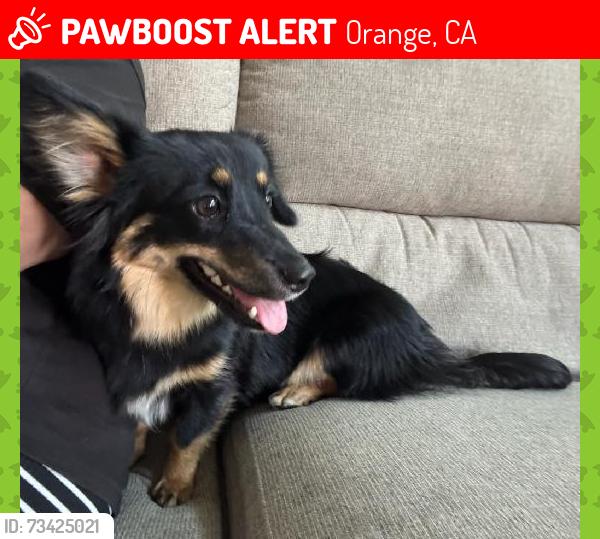 Lost Female Dog last seen Chapman and Renaissance apmts, Orange, CA 92868