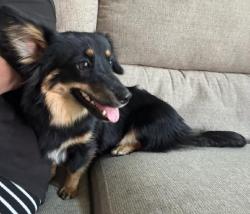 Lost Female Dog last seen Chapman and Renaissance apmts, Orange, CA 92868