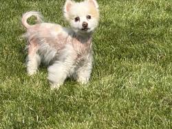 Lost Male Dog last seen Talcott and Tower Hill, Woodridge, IL 60517