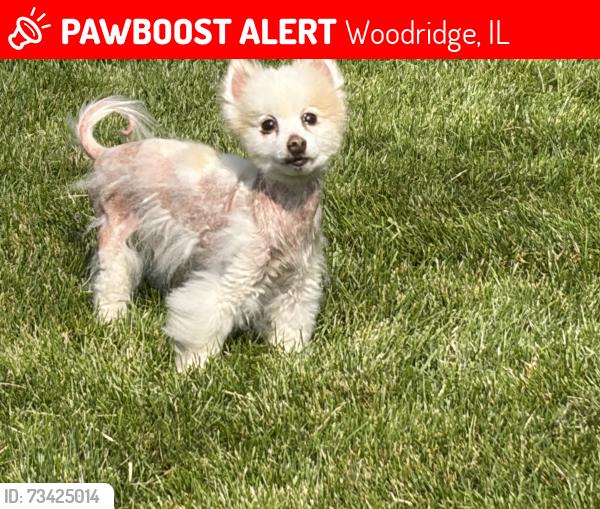 Lost Male Dog last seen Talcott and Tower Hill, Woodridge, IL 60517