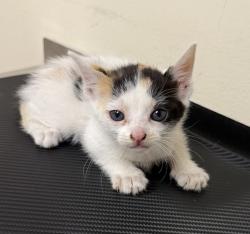 Shelter Stray Female Cat last seen Near Wright Brothers Avenue, LIVERMORE, CA, 94551, 4651 Gleason Dr, Dublin, CA 94568, USA