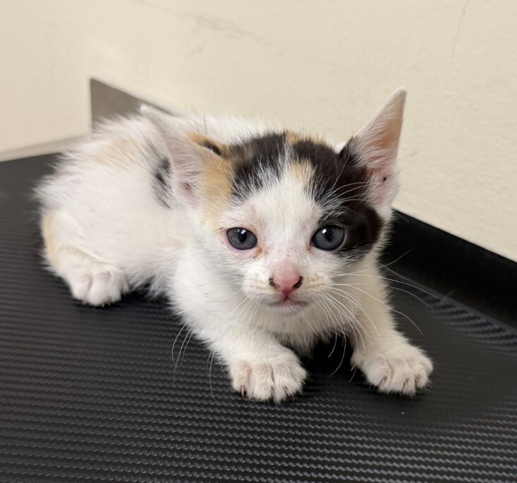 Shelter Stray Female Cat last seen Near Wright Brothers Avenue, LIVERMORE, CA, 94551, 4651 Gleason Dr, Dublin, CA 94568, USA