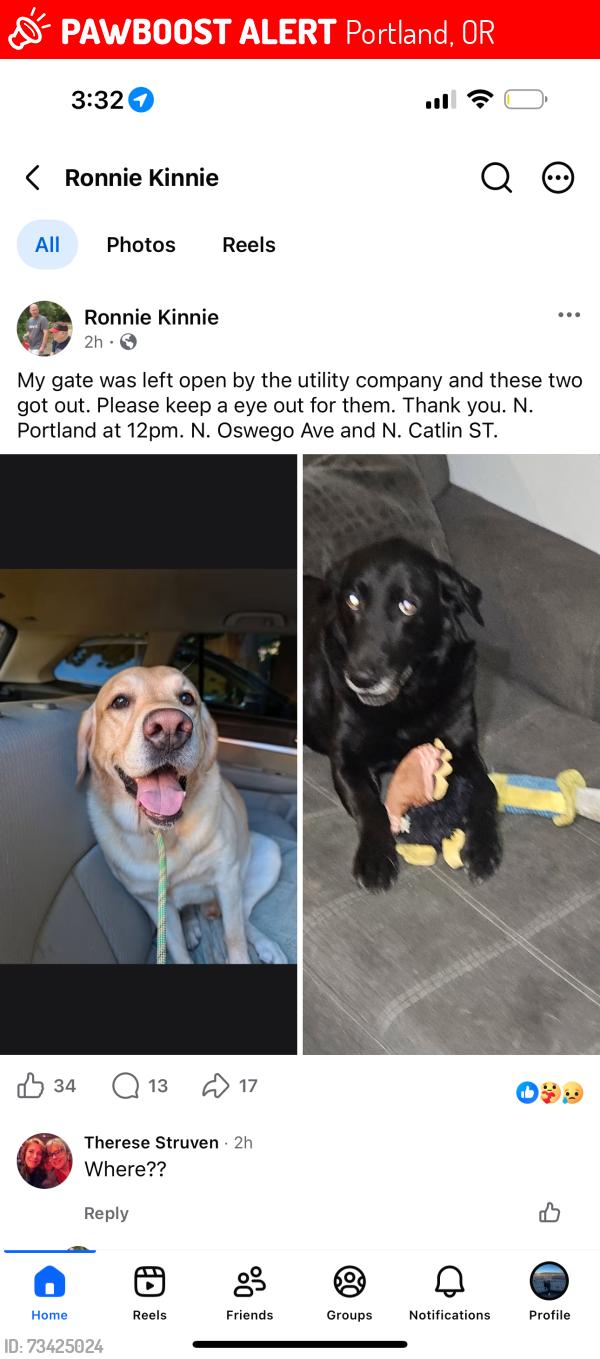 Found/Stray Male Dog last seen Smith, Portland, OR 97203