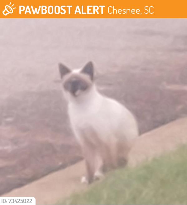 Found/Stray Unknown Cat last seen Eagle Ridge Drive & Hampton St, Chesnee, SC 29323
