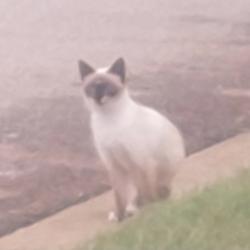 Found/Stray Unknown Cat last seen Eagle Ridge Drive & Hampton St, Chesnee, SC 29323