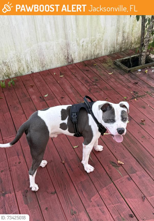 Found/Stray Male Dog last seen Phuoc Vien Buddhism temple, Jacksonville, FL 32210