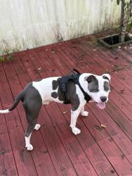 Found/Stray Male Dog last seen Phuoc Vien Buddhism temple, Jacksonville, FL 32210