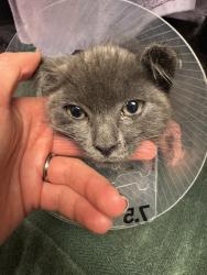 Shelter Stray Male Cat last seen unknown - found by VEG employee, SAN LEANDRO, CA, 94577, 8323 Baldwin St, Oakland, CA 94621, USA