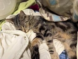 Shelter Stray Female Cat last seen Near Sycamore Avenue, Vista, CA, 92083, Escondido, CA 92027, USA