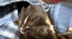 Shelter Stray Unknown Cat last seen Near Sycamore Avenue, Vista, CA, 92083, Escondido, CA 92027, USA