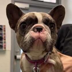 Shelter Stray Female Dog last seen Near Front Street, San Diego, CA, 92101, 5500 Gaines St, San Diego, CA 92110, USA