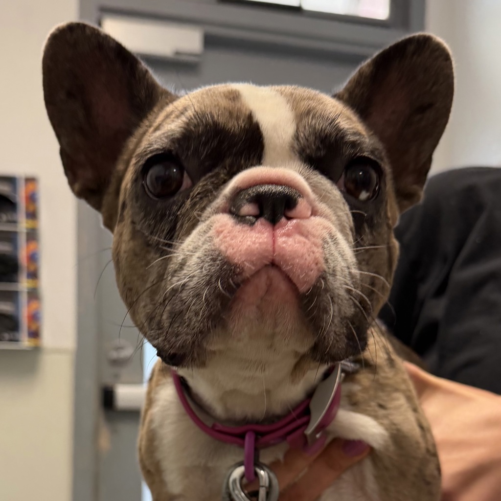 Shelter Stray Female Dog last seen Near Front Street, San Diego, CA, 92101, 5500 Gaines St, San Diego, CA 92110, USA