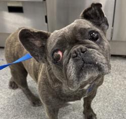 Shelter Stray Female Dog last seen Coronado Avenue, San Diego, CA, 92154, 5500 Gaines St, San Diego, CA 92110, USA