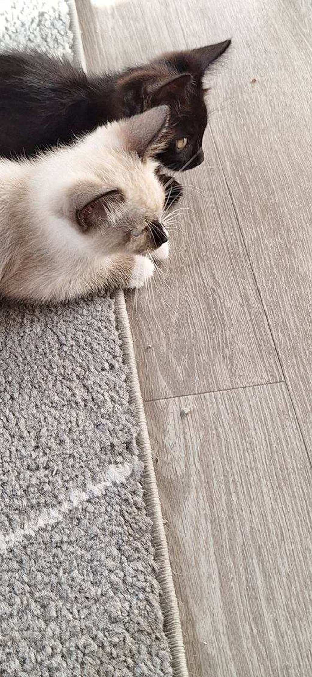 Shelter Stray Male Cat last seen Near Emerald Avenue, El Cajon, CA, 92020, 5500 Gaines St, San Diego, CA 92110, USA