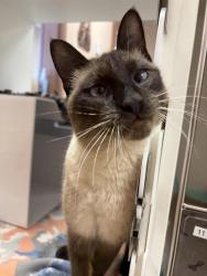 Shelter Stray Male Cat last seen NW, GREAT FALLS, MT, 59404, 1010 25th Ave NE, Great Falls, MT 59404, USA