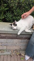 Reunited Female Cat last seen 2nd St and Victor, Downers Grove, IL 60515