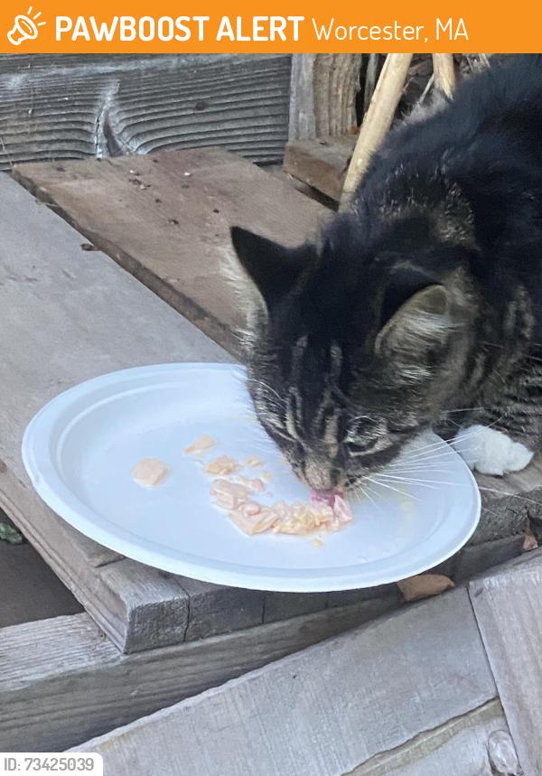 Found/Stray Unknown Cat last seen Wilbur st, Worcester, MA 01606