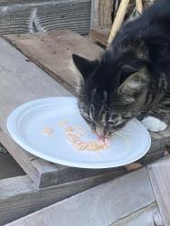 Found/Stray Unknown Cat last seen Wilbur st, Worcester, MA 01606