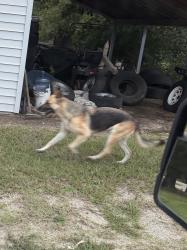 Found/Stray Female Dog last seen Ernest Rd, Wilson, NC 27880