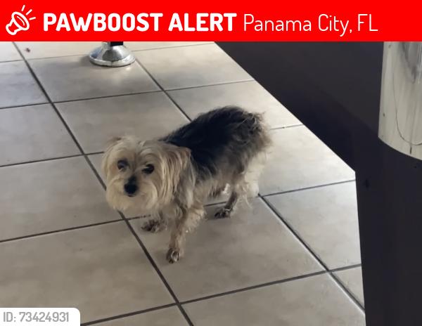 Lost Female Dog last seen Chipewa st, Panama City, FL 32404