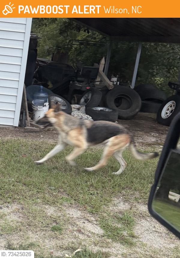 Found/Stray Female Dog last seen Ernest Rd, Wilson, NC 27880