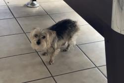 Lost Female Dog last seen Chipewa st, Panama City, FL 32404