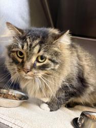 Found/Stray Male Cat last seen Tynecastle Court, Browns Summit, NC 27214