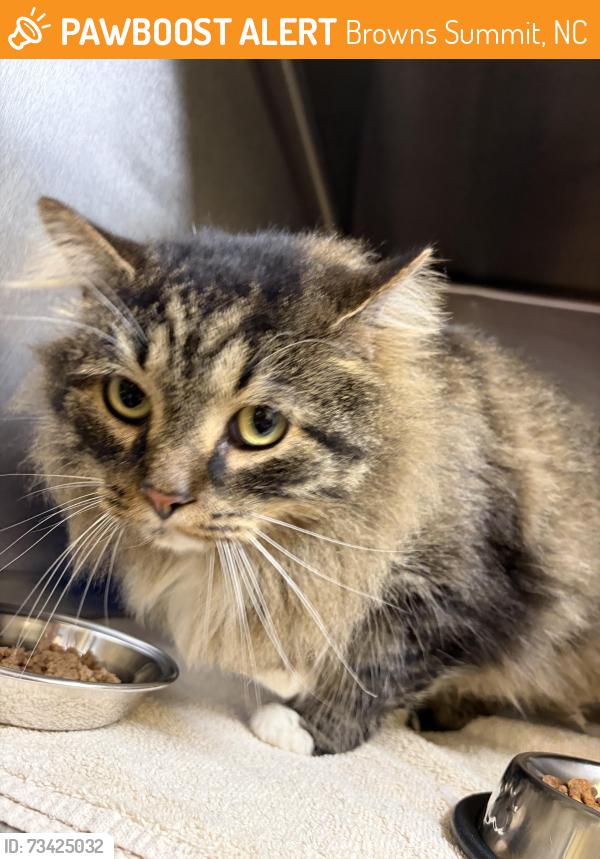 Found/Stray Male Cat last seen Tynecastle Court, Browns Summit, NC 27214