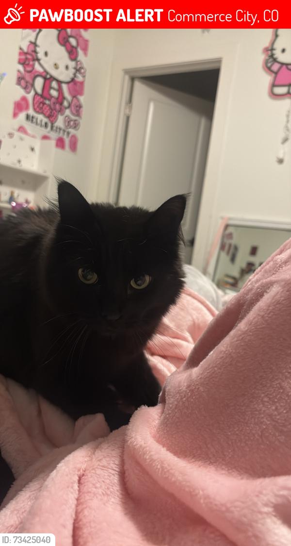 Lost Female Cat last seen salida & 96th, Commerce City, CO 80022