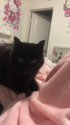 Lost Female Cat last seen salida & 96th, Commerce City, CO 80022