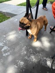 Lost Male Dog last seen Keystone, Indianapolis, IN 46218