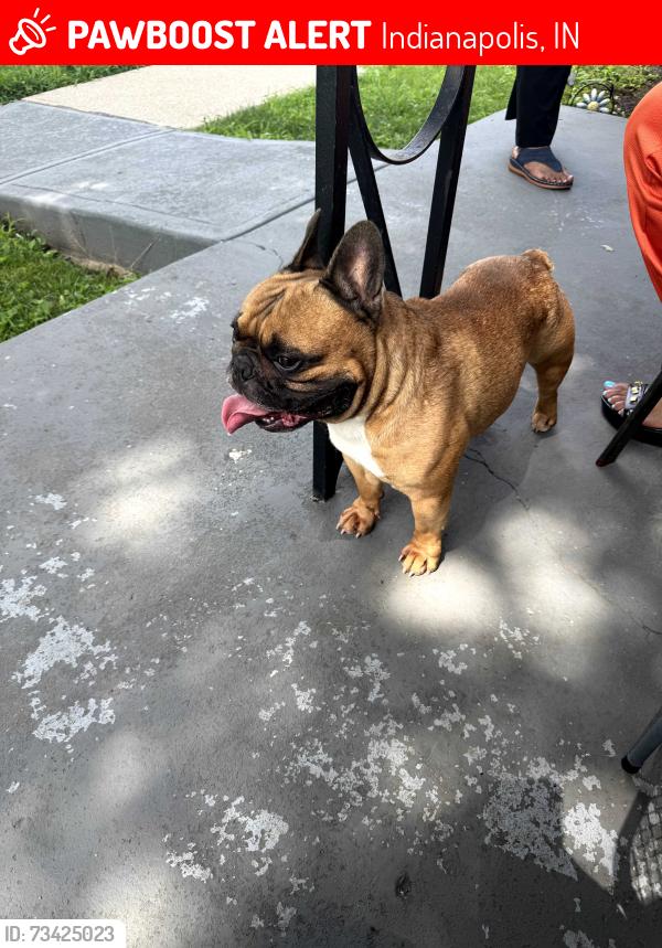 Lost Male Dog last seen Keystone, Indianapolis, IN 46218