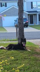 Reunited Male Dog last seen Wilkerson rome, Rome, GA 30165