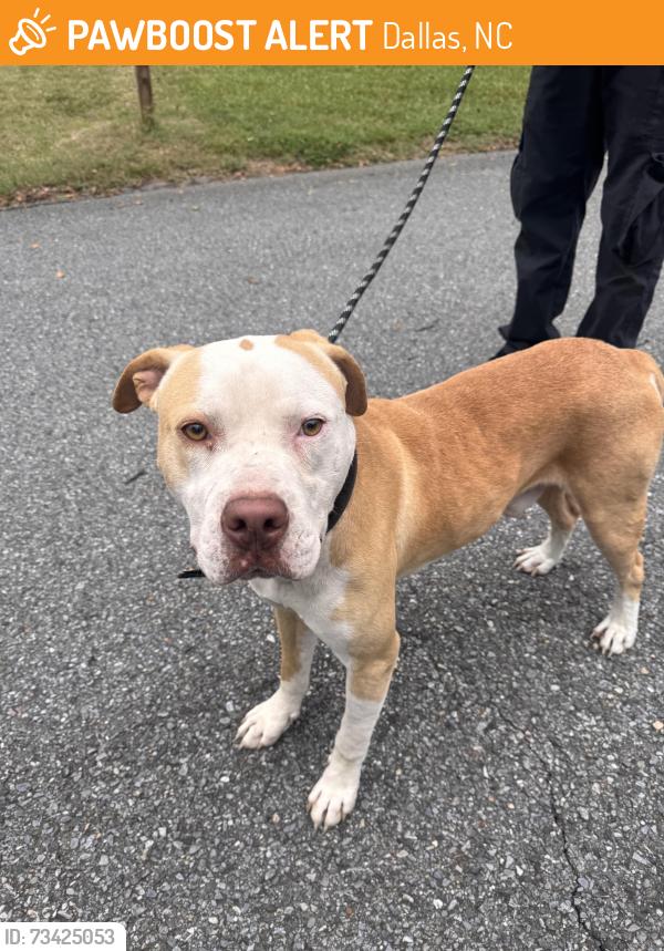 Found/Stray Male Dog last seen Old Spencer Mountain Rd, Dallas, NC 28034
