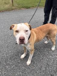 Found/Stray Male Dog last seen Old Spencer Mountain Rd, Dallas, NC 28034