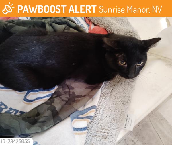 Found/Stray Male Cat last seen Desert Inn and nellis behind jackpot Joanie's on nellis near a lightpole, Sunrise Manor, NV 89121